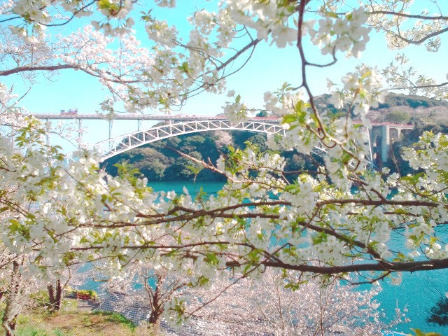 西海橋と桜