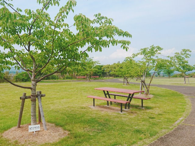 西海の丘公園休憩場所と河津桜