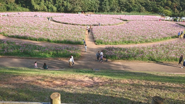 展海峰コスモス上から