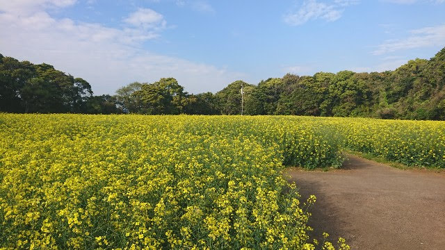 展海峰菜の花1