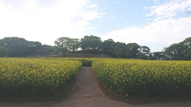 展海峰菜の花2