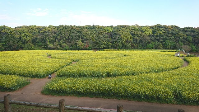 展海峰菜の花上から